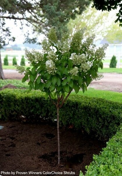 Hydrangea pan. - 'Pinky Winky'® (PW) 5 gal std - image 2