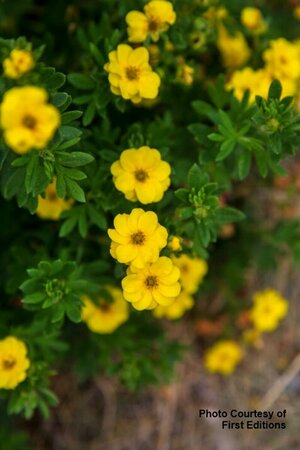 Potentilla - 'Pineapple Tart'™ (FE) 2 gal FE - image 1