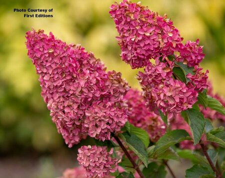 Hydrangea pan. - 'Berry White'® (FE) 2 gal FE - image 2