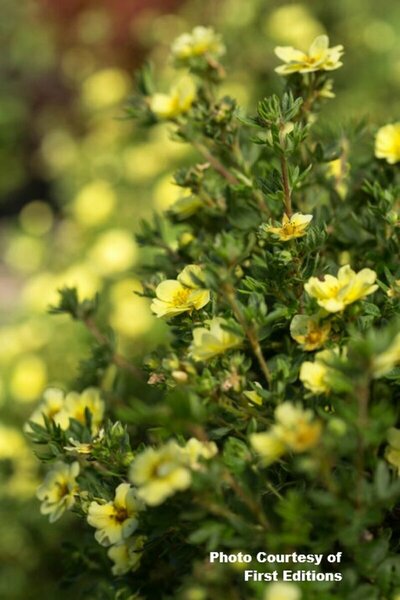 Potentilla - 'Lemon Meringue'™ (FE) 2 gal FE - image 2