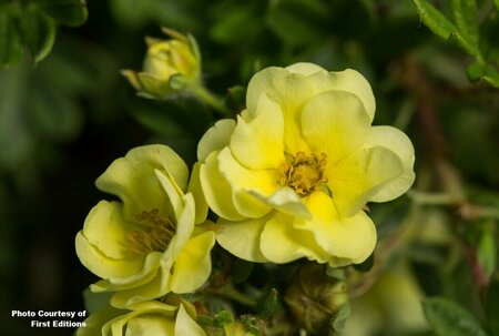 Potentilla - 'Lemon Meringue'™ (FE) 2 gal FE - image 1