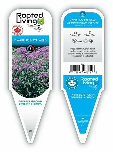Eupatorium dubium - 'Baby Joe' Joe-Pye Weed 1 gal outdoor
