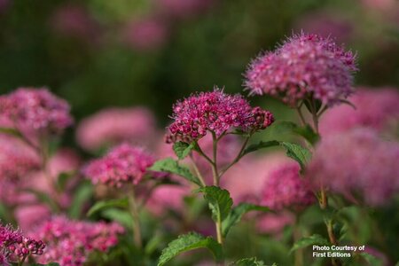 Spiraea x bumalda - 'Superstar'™ (FE) 2 gal FE - image 3