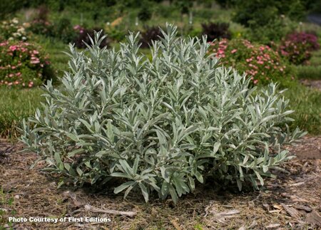 Salix candida - 'Iceberg Alley'® Sageleaf Willow (FE) 2 gal FE - image 2