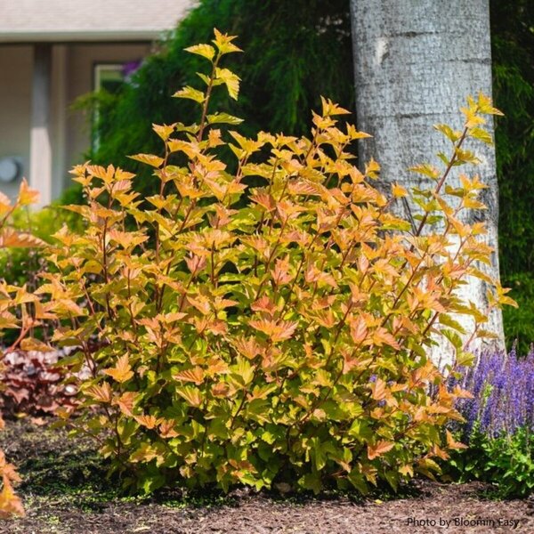 Physocarpus - 'Savannah Sunset'™ Ninebark (BE) 2 gal BE - image 2
