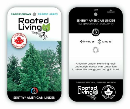 Tilia americana - 'American Sentry' Linden 15 gal - image 1