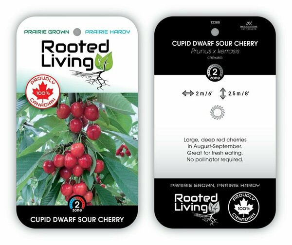 Prunus x ker. - 'Cupid' Sour Cherry 10 gal tf - image 2