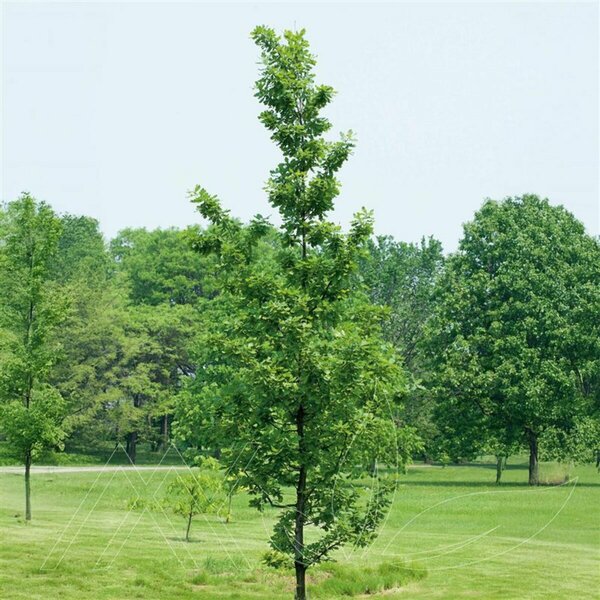 Quercus x jackiana - 'Admiration'® Oak 7 gal - image 2