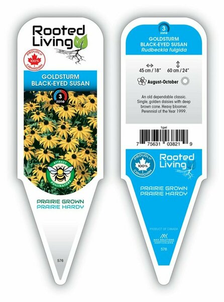 Rudbeckia fulgida - 'Goldsturm' Black Eyed-Susan 1 gal outdoor