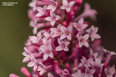 Syringa x pres. - 'Pinktini' Lilac (FE) 1 1/2gal FE - image 1