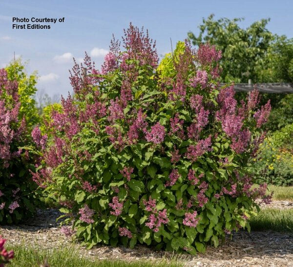 Syringa x pres. - 'Pinktini' Lilac (FE) 1 1/2gal FE - image 2
