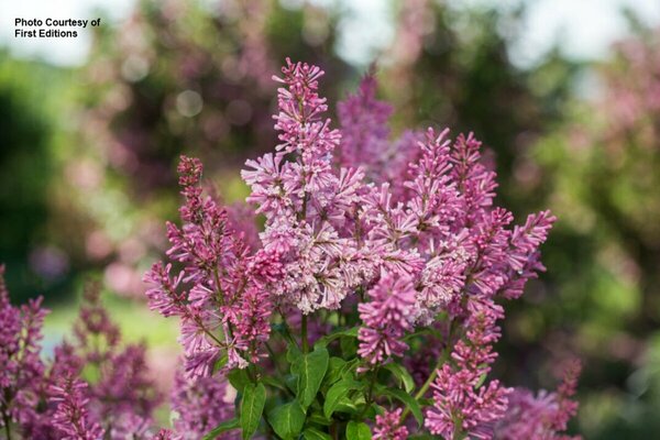 Syringa x pres. - 'Pinktini' Lilac (FE) 1 1/2gal FE - image 3