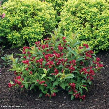 Weigela - 'Maroon Swoon'® (BE) 1 1/2gal 8" BE - image 1