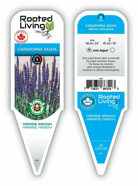 Salvia - 'Caradonna' [Violet] 1 gal outdoor