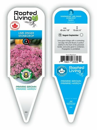 Sedum Sunsparkler® - 'Lime Zinger' Stonecrop 1 gal outdoor