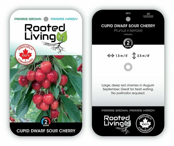 Prunus x ker. - 'Cupid' Sour Cherry 2 gal