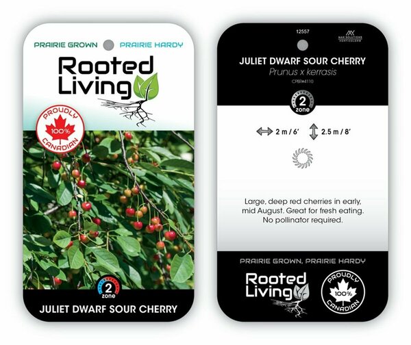 Prunus x ker. - 'Juliet' Dwarf Sour Cherry 2 gal - image 2