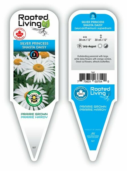 Leucanthemum - 'Silver Princess' Shasta Daisy 1 gal outdoor