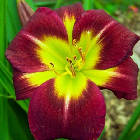 Hemerocallis - 'Night Beacon' Daylily [Dk Rd/ Lime] 2 gal outdoor