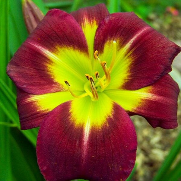 Hemerocallis - 'Night Beacon' Daylily [Dk Rd/ Lime] 2 gal outdoor