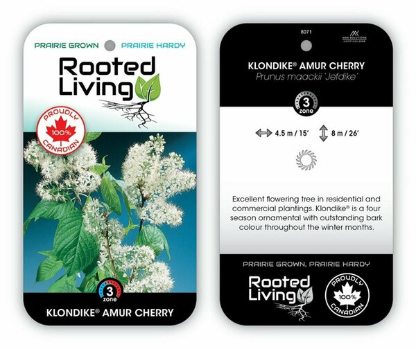 Prunus maackii - 'Klondike' Amur Cherry 15 gal