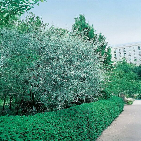 Elaeagnus angustifolia - Russian Olive 7 gal - image 2