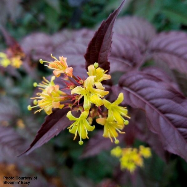 Diervilla - 'Nightglow'™ Bush Honeysuckle [Ppl-Rd] (BE) 1 1/2gal 8" BE - image 2