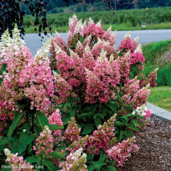 Hydrangea pan. - 'Candelabra'™ (BE) 5 gal - image 2