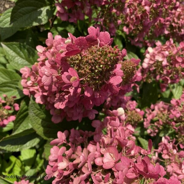 Hydrangea pan. - 'Candelabra'™ (BE) 5 gal - image 3