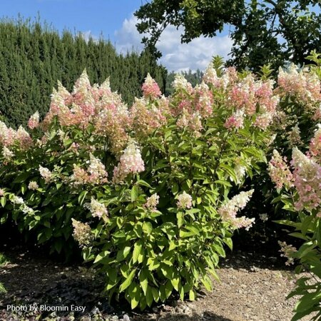 Hydrangea pan. - 'Candelabra'™ (BE) 5 gal - image 1