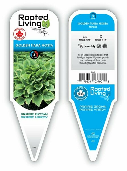 Hosta - 'Golden Tiara' [Gr/Gld] 1 gal outdoor