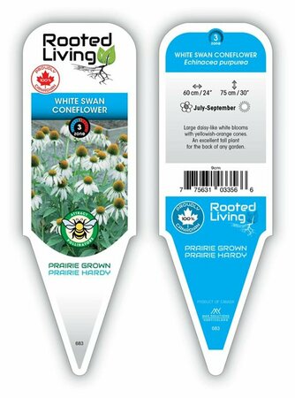 Echinacea - 'White Swan' Coneflower [Wh] 9 cm (3.5")
