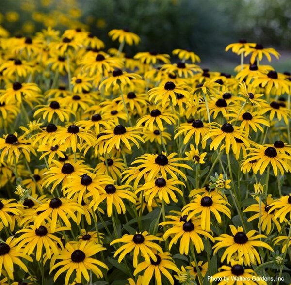 Rudbeckia x - 'Treasure Trove' Black Eyed Susan (PW) 1 gal