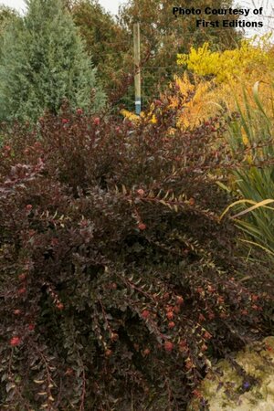 Physocarpus - 'Little Devil'® Ninebark (FE) 2 gal FE - image 3
