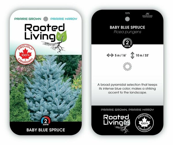 Picea pungens - 'Baby Blue' Spruce 7 gal