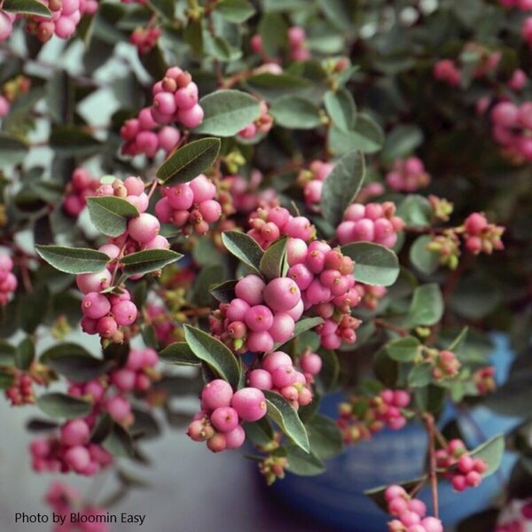 Symphoricarpos - 'Pinky Promise'™ Snowberry (BE) 5 gal - image 2