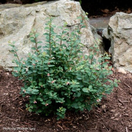 Symphoricarpos - 'Pinky Promise'™ Snowberry (BE) 5 gal - image 3