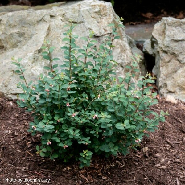 Symphoricarpos - 'Pinky Promise'™ Snowberry (BE) 5 gal - image 3
