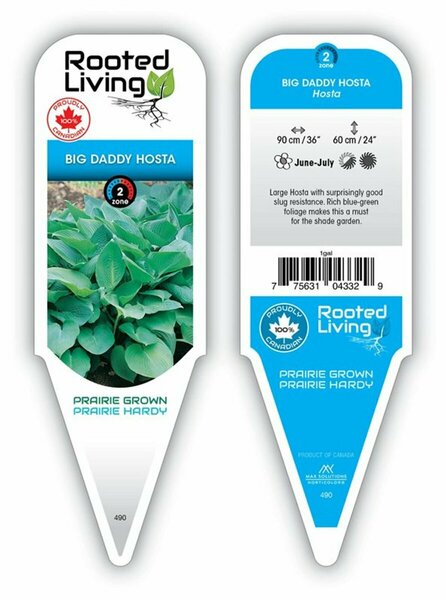 Hosta - 'Big Daddy' [Bl-Gr] 1 gal outdoor