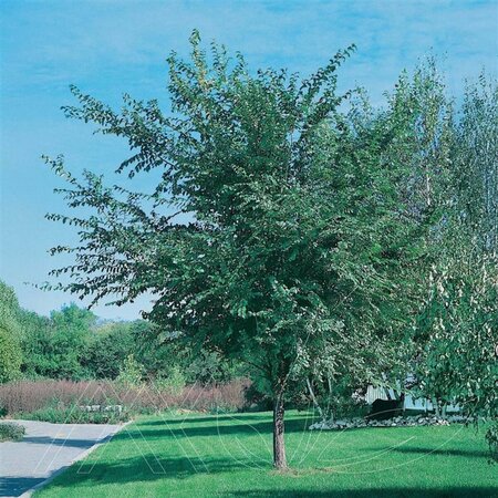 Ulmus dav. jap. - 'Discovery'® Elm 10 gal