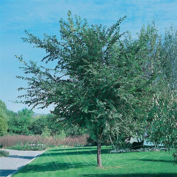 Ulmus dav. jap. - 'Discovery'® Elm 10 gal