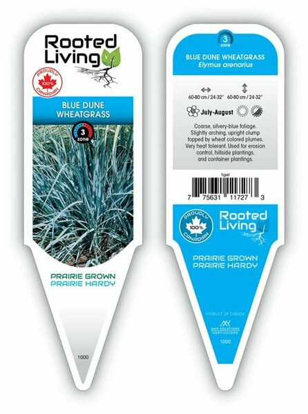 Elymus arenarius - 'Blue Dune' Wheatgrass 1 gal outdoor - image 2