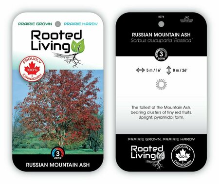 Sorbus aucuparia 'Rossica' - Russian Mountain Ash 10 gal - image 2