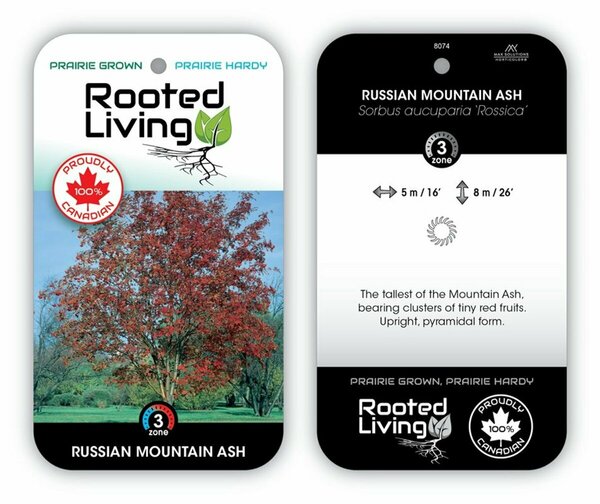 Sorbus aucuparia 'Rossica' - Russian Mountain Ash 10 gal - image 2