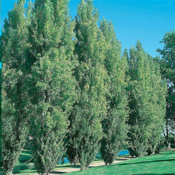Populus x canadensis - 'Prairie Sky' Poplar 5 gal - image 2