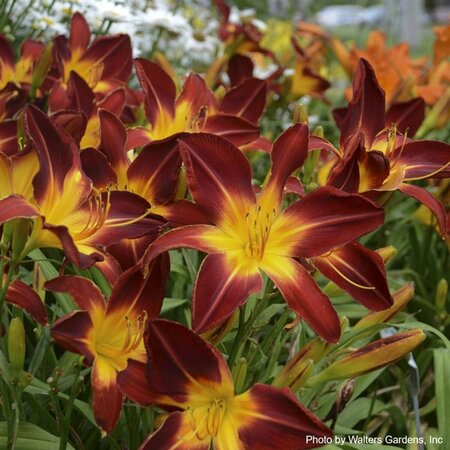 Hemerocallis - 'Ruby Spider' Daylily (PW) 1 gal