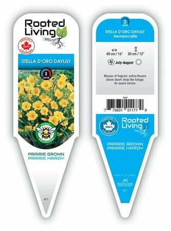 Hemerocallis - 'Stella de Oro' Daylily [Yl] 1 gal outdoor