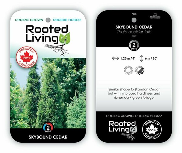 Thuja occ. - 'Skybound'® Cedar 10 gal