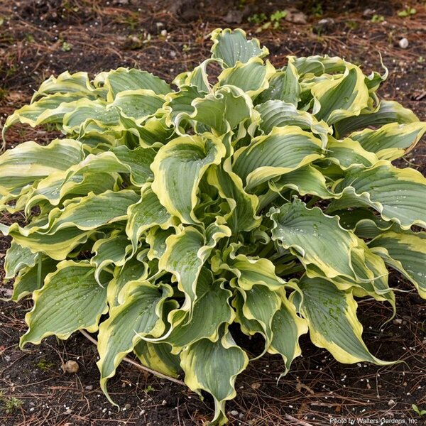 Hosta Shadowland® - 'Voices in the Wind' (PW)  1 gal