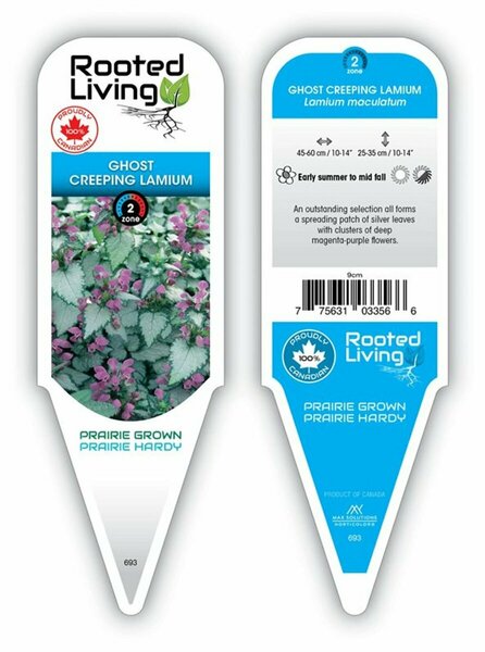 Lamium - 'Ghost' Creeping Spotted Nettle 9 cm (3.5")